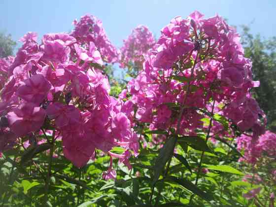Продам садовое растение - флоксы Almaty