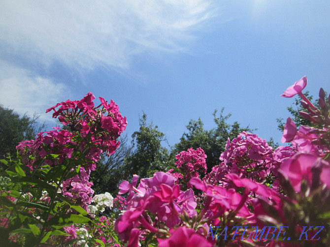 Sell garden plant - phlox Almaty - photo 3