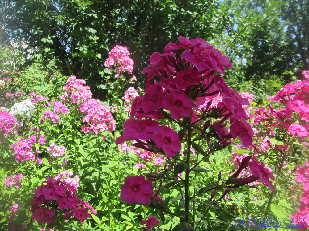 Sell garden plant - phlox Almaty - photo 1