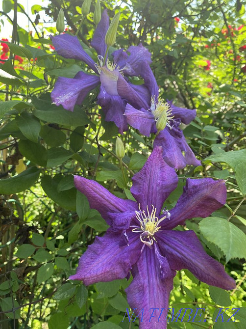 Sale of garden plants Almaty - photo 5