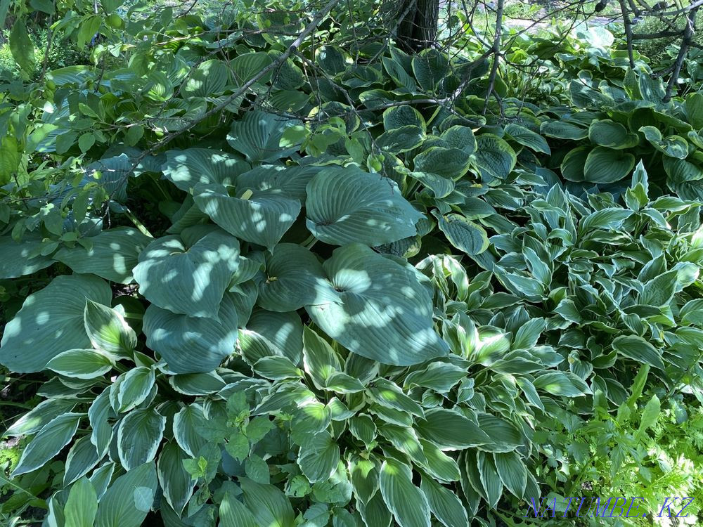 Sale of garden plants Almaty - photo 1