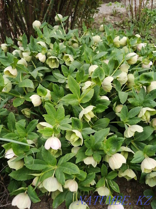 Sale of garden plants Almaty - photo 7