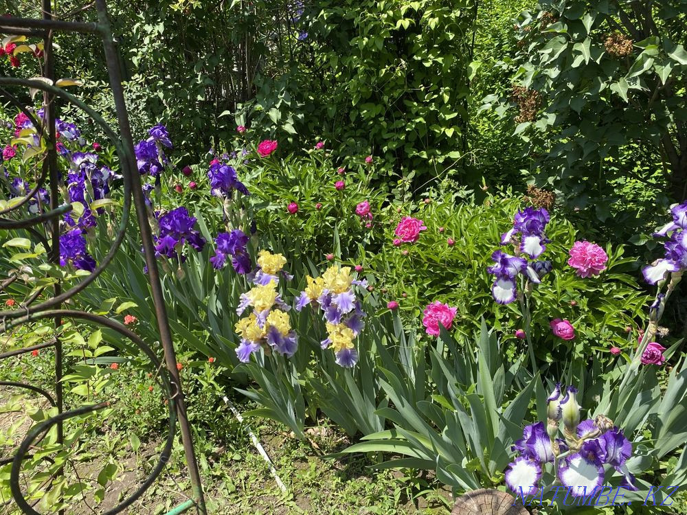 Sale of garden plants Almaty - photo 4