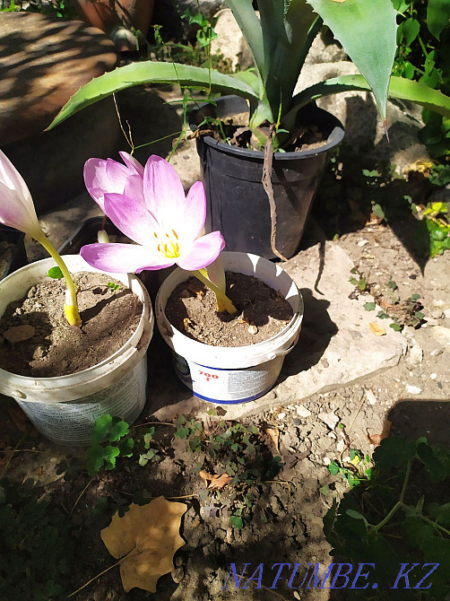 garden seedling plant Almaty - photo 8