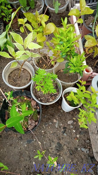 Garden plants are different Urochishche Talgarbaytuma - photo 7