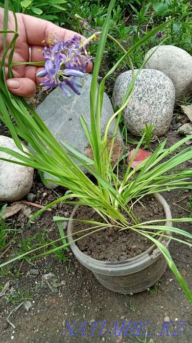 Garden plants are different Urochishche Talgarbaytuma - photo 3