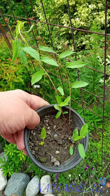 Garden plants are different Urochishche Talgarbaytuma - photo 5