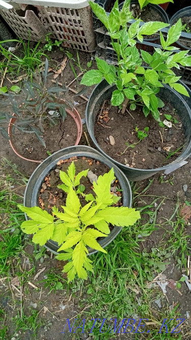 Garden plants are different Urochishche Talgarbaytuma - photo 8