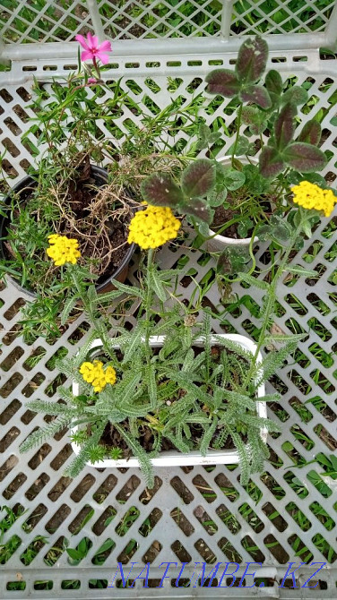 Garden plants are different Urochishche Talgarbaytuma - photo 6