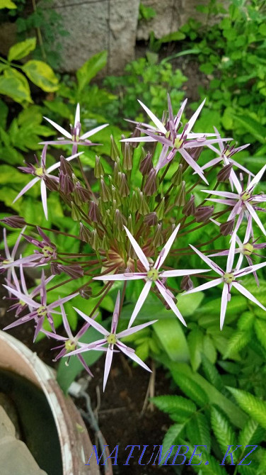 Garden plants are different Urochishche Talgarbaytuma - photo 4