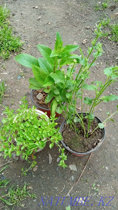 Garden plants are different Urochishche Talgarbaytuma - photo 2