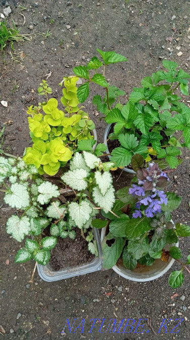 Garden plants are different Urochishche Talgarbaytuma - photo 1