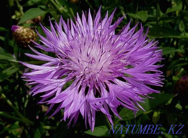 Продам садовое растение - василёк садовый многолетний подбеленн Алматы - изображение 1