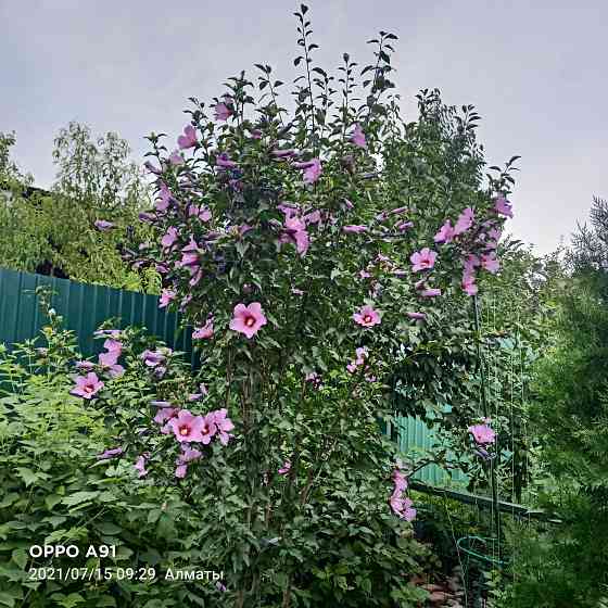 Садовые растения Almaty