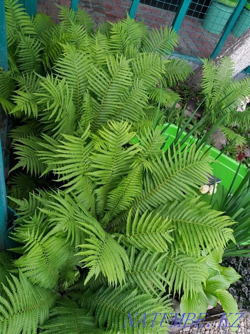 garden plants Almaty - photo 2