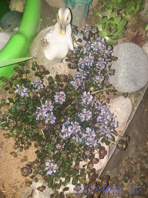 garden plants Almaty - photo 3