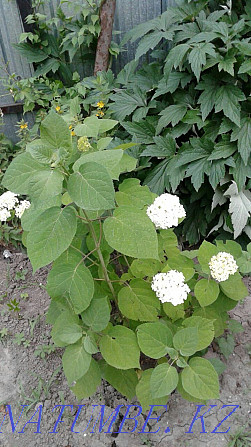 Huge selection of garden plants Almaty - photo 1