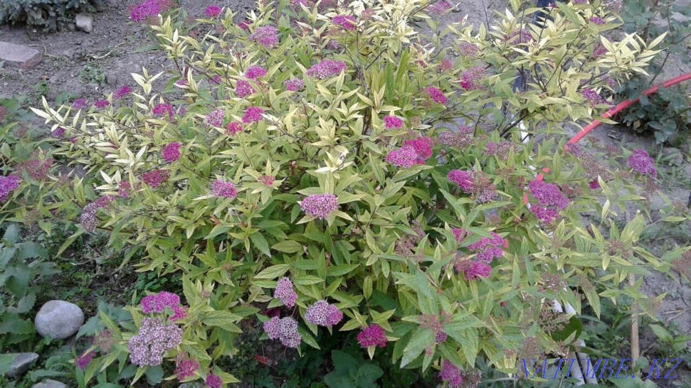 Бақша өсімдіктерінің үлкен таңдауы  Алматы - изображение 2