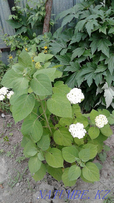 Бақша өсімдіктерінің үлкен таңдауы  Алматы - изображение 1