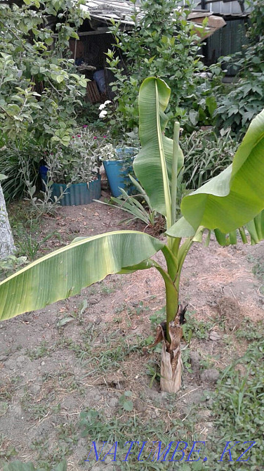 Бақша өсімдіктерінің үлкен таңдауы  Алматы - изображение 4