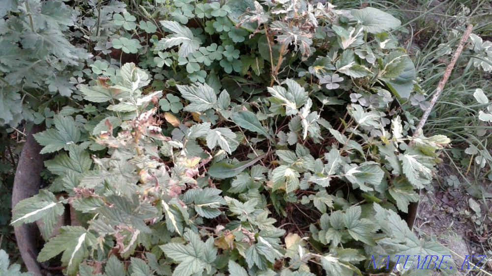 Бақша өсімдіктерінің үлкен таңдауы  Алматы - изображение 8