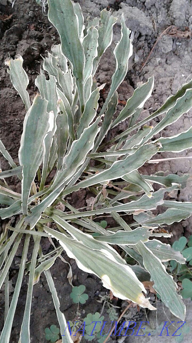 Бақша өсімдіктерінің үлкен таңдауы  Алматы - изображение 5