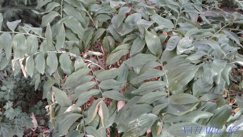 Бақша өсімдіктерінің үлкен таңдауы  Алматы - изображение 7