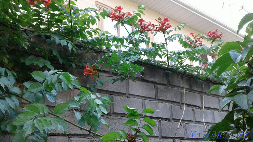 Бақша өсімдіктерінің үлкен таңдауы  Алматы - изображение 3