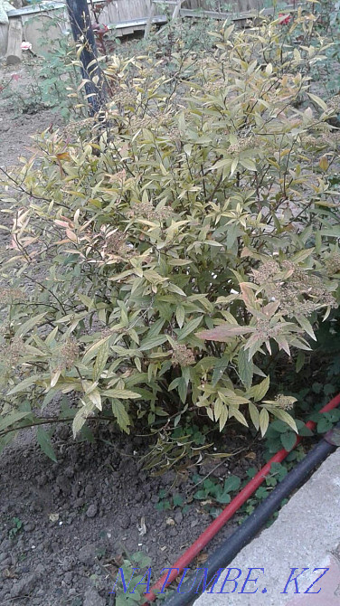 Бақша өсімдіктерінің үлкен таңдауы  Алматы - изображение 6