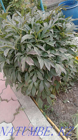 Большая распродажа садовых растений и цветов Алматы - изображение 5