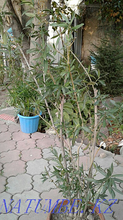Большая распродажа садовых растений и цветов Алматы - изображение 3