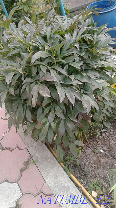 Big sale of garden plants and flowers Almaty - photo 5