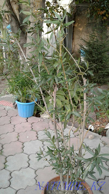 Big sale of garden plants and flowers Almaty - photo 3