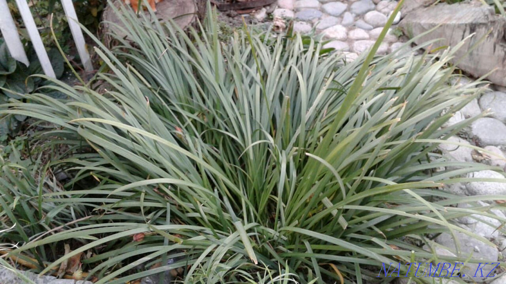 Big sale of garden plants and flowers Almaty - photo 4