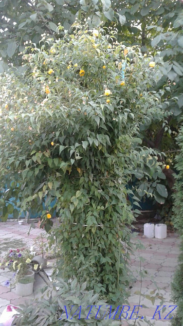 Big sale of garden plants and flowers Almaty - photo 7