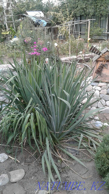 Big sale of garden plants and flowers Almaty - photo 1
