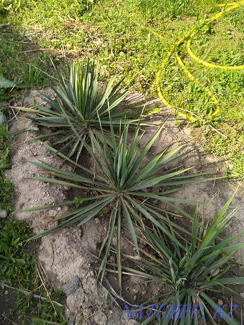 Yucca garden plant Almaty - photo 1