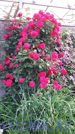 garden plants Abay - photo 2