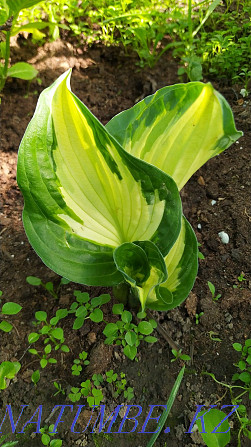 garden plants Abay - photo 5