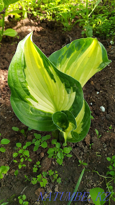 Садовые растения Абай - изображение 5