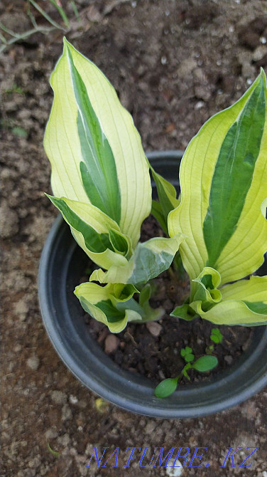 Садовые растения Абай - изображение 6