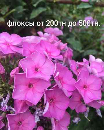 Продам садовые растения, папоротник, вербейник, золотой шар, аквалегия Almaty