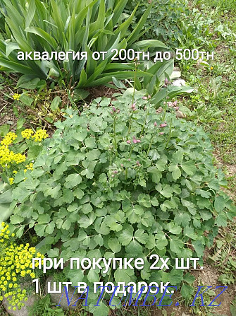 Продам садовые растения, папоротник, вербейник, золотой шар, аквалегия Алматы - изображение 7