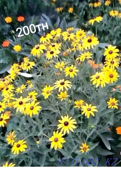 Selling garden plants, fern, loosestrife, golden ball, aqualegia Almaty - photo 8