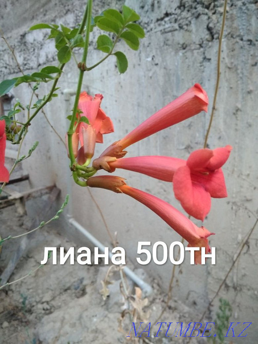 Selling garden plants, fern, loosestrife, golden ball, aqualegia Almaty - photo 6