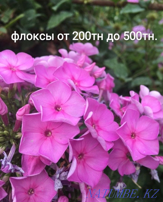 Selling garden plants, fern, loosestrife, golden ball, aqualegia Almaty - photo 1