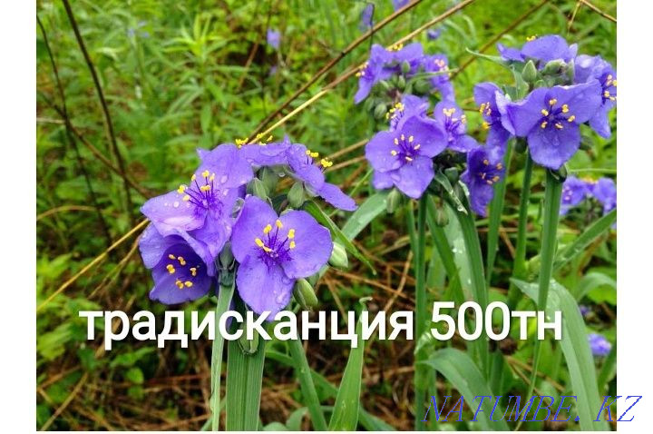 Selling garden plants, fern, loosestrife, golden ball, aqualegia Almaty - photo 5