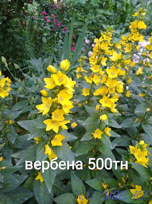 Selling garden plants, fern, loosestrife, golden ball, aqualegia Almaty - photo 3