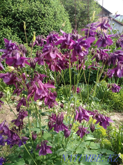 Selling garden plants, fern, loosestrife, golden ball, aqualegia Almaty - photo 4
