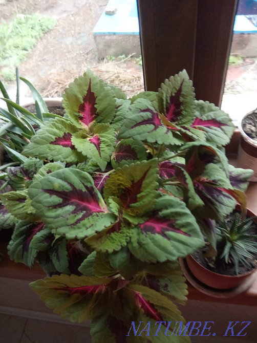 Colius бақша өсімдіктері  Алматы - изображение 1